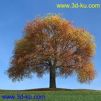 秋天树木模型,黄树叶,落叶,草地,秋天场景,秋季植物模型合集的图片32