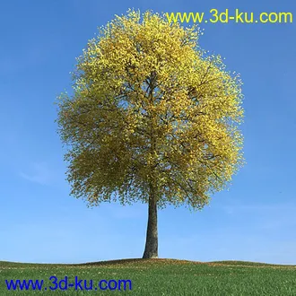 秋天树木模型,黄树叶,落叶,草地,秋天场景,秋季植物模型合集的图片33