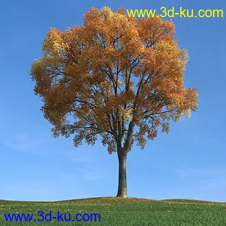 秋天树木模型,黄树叶,落叶,草地,秋天场景,秋季植物模型合集的图片37