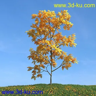 秋天树木模型,黄树叶,落叶,草地,秋天场景,秋季植物模型合集的图片