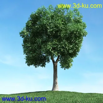 春天植物模型,茂盛树木,各类树木模型,树模型,春季植物模型合集的图片