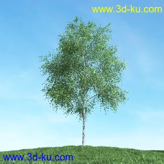 春天植物模型,茂盛树木,各类树木模型,树模型,春季植物模型合集的图片