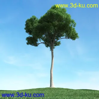 春天植物模型,茂盛树木,各类树木模型,树模型,春季植物模型合集的图片