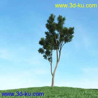 春天植物模型,茂盛树木,各类树木模型,树模型,春季植物模型合集的图片