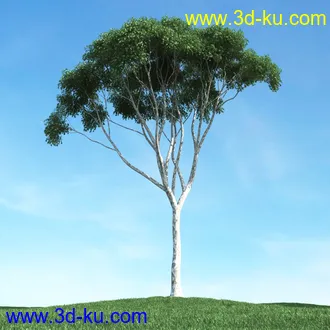 春天植物模型,茂盛树木,各类树木模型,树模型,春季植物模型合集的图片