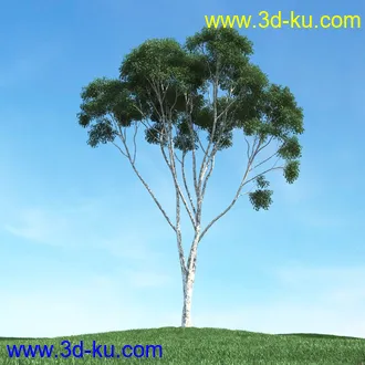 春天植物模型,茂盛树木,各类树木模型,树模型,春季植物模型合集的图片7