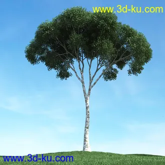 春天植物模型,茂盛树木,各类树木模型,树模型,春季植物模型合集的图片