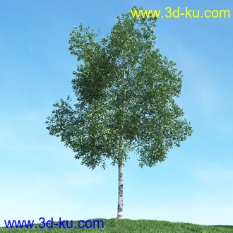 春天植物模型,茂盛树木,各类树木模型,树模型,春季植物模型合集的图片