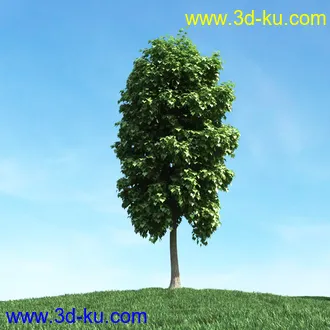 春天植物模型,茂盛树木,各类树木模型,树模型,春季植物模型合集的图片