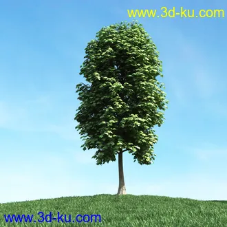 春天植物模型,茂盛树木,各类树木模型,树模型,春季植物模型合集的图片11