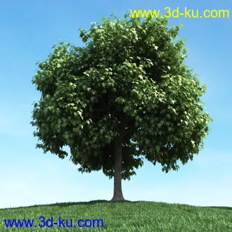 春天植物模型,茂盛树木,各类树木模型,树模型,春季植物模型合集的图片12