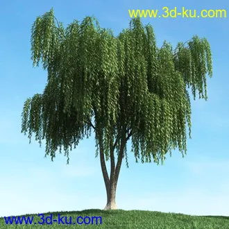 春天植物模型,茂盛树木,各类树木模型,树模型,春季植物模型合集的图片13