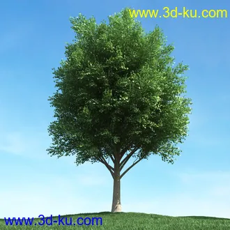 春天植物模型,茂盛树木,各类树木模型,树模型,春季植物模型合集的图片14