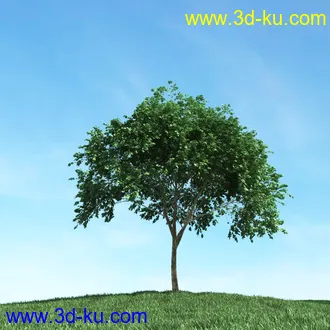 春天植物模型,茂盛树木,各类树木模型,树模型,春季植物模型合集的图片15