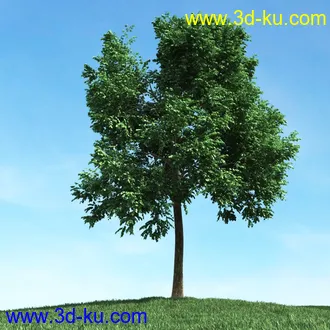 春天植物模型,茂盛树木,各类树木模型,树模型,春季植物模型合集的图片16