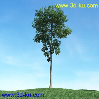 春天植物模型,茂盛树木,各类树木模型,树模型,春季植物模型合集的图片17