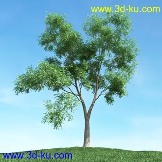 春天植物模型,茂盛树木,各类树木模型,树模型,春季植物模型合集的图片18