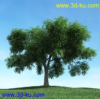 春天植物模型,茂盛树木,各类树木模型,树模型,春季植物模型合集的图片19