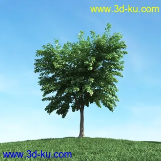 春天植物模型,茂盛树木,各类树木模型,树模型,春季植物模型合集的图片20