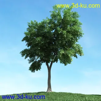 春天植物模型,茂盛树木,各类树木模型,树模型,春季植物模型合集的图片21