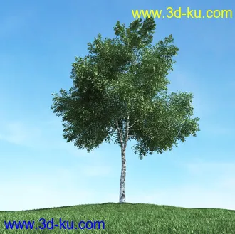 春天植物模型,茂盛树木,各类树木模型,树模型,春季植物模型合集的图片22