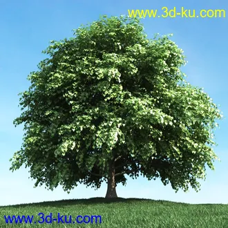 春天植物模型,茂盛树木,各类树木模型,树模型,春季植物模型合集的图片23