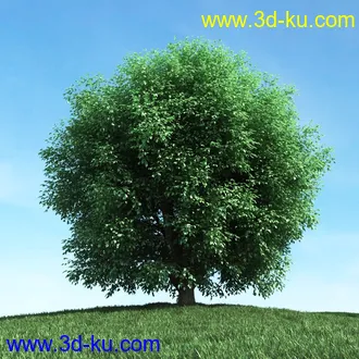 春天植物模型,茂盛树木,各类树木模型,树模型,春季植物模型合集的图片25