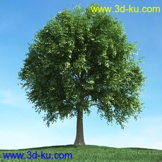 春天植物模型,茂盛树木,各类树木模型,树模型,春季植物模型合集的图片26