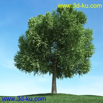 春天植物模型,茂盛树木,各类树木模型,树模型,春季植物模型合集的图片27