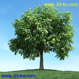 春天植物模型,茂盛树木,各类树木模型,树模型,春季植物模型合集的图片28