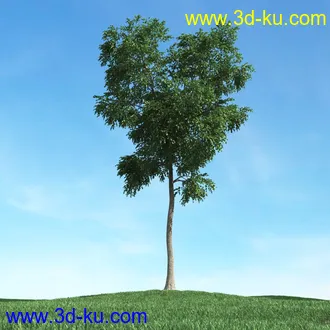 春天植物模型,茂盛树木,各类树木模型,树模型,春季植物模型合集的图片29