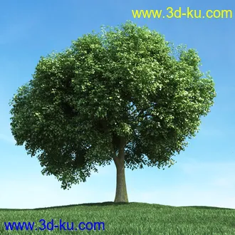 春天植物模型,茂盛树木,各类树木模型,树模型,春季植物模型合集的图片30