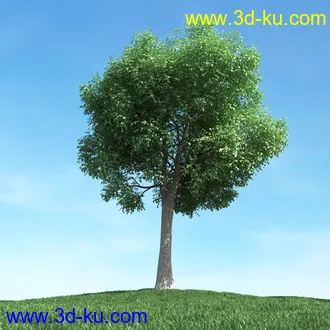 春天植物模型,茂盛树木,各类树木模型,树模型,春季植物模型合集的图片31