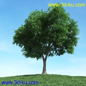 春天植物模型,茂盛树木,各类树木模型,树模型,春季植物模型合集的图片32