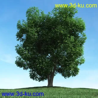 春天植物模型,茂盛树木,各类树木模型,树模型,春季植物模型合集的图片33