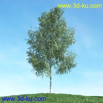 春天植物模型,茂盛树木,各类树木模型,树模型,春季植物模型合集的图片35