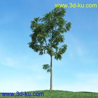 春天植物模型,茂盛树木,各类树木模型,树模型,春季植物模型合集的图片40