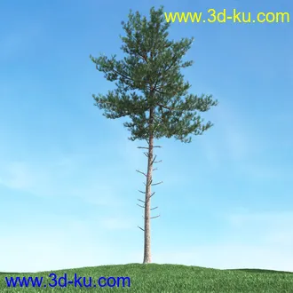 春天植物模型,茂盛树木,各类树木模型,树模型,春季植物模型合集的图片42