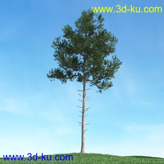 春天植物模型,茂盛树木,各类树木模型,树模型,春季植物模型合集的图片43