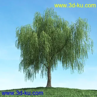 春天植物模型,茂盛树木,各类树木模型,树模型,春季植物模型合集的图片44