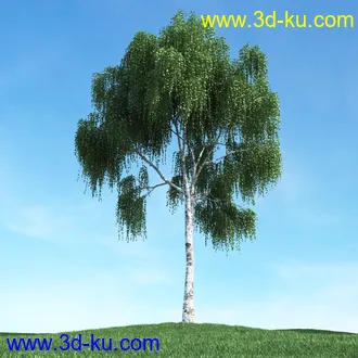 春天植物模型,茂盛树木,各类树木模型,树模型,春季植物模型合集的图片46