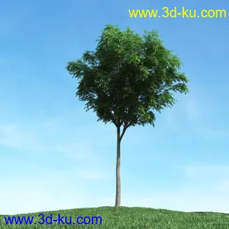 春天植物模型,茂盛树木,各类树木模型,树模型,春季植物模型合集的图片47