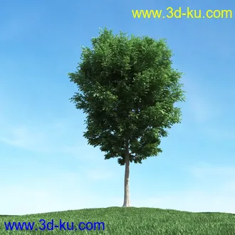 春天植物模型,茂盛树木,各类树木模型,树模型,春季植物模型合集的图片48