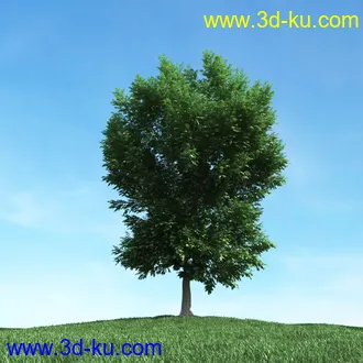 春天植物模型,茂盛树木,各类树木模型,树模型,春季植物模型合集的图片49