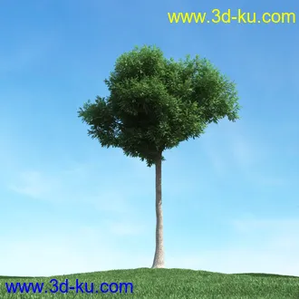 春天植物模型,茂盛树木,各类树木模型,树模型,春季植物模型合集的图片50