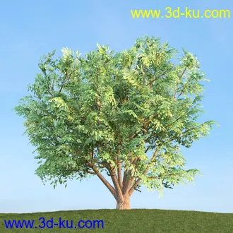 悬铃木,檫木,栎树,榆树,桦树,英国榆树,挪威槭树,植物,树木模型合集的图片