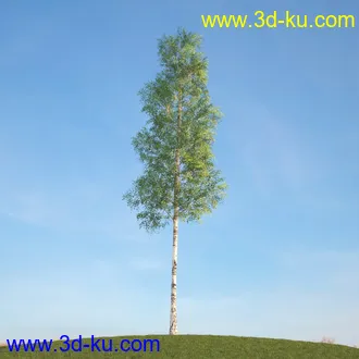 悬铃木,檫木,栎树,榆树,桦树,英国榆树,挪威槭树,植物,树木模型合集的图片