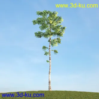 悬铃木,檫木,栎树,榆树,桦树,英国榆树,挪威槭树,植物,树木模型合集的图片