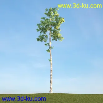 悬铃木,檫木,栎树,榆树,桦树,英国榆树,挪威槭树,植物,树木模型合集的图片