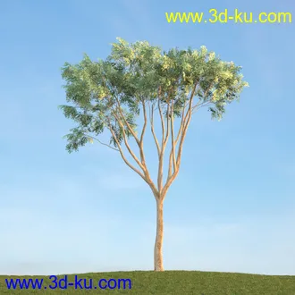 悬铃木,檫木,栎树,榆树,桦树,英国榆树,挪威槭树,植物,树木模型合集的图片